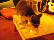 kitten misbehaving 2