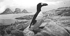 European penguin